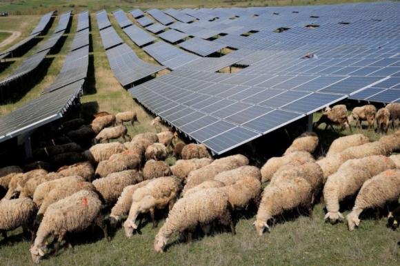 Trung Quốc thả hàng nghìn con cừu vào nhà máy điện, cừu đã giúp ‘giải quyết vấn đề toàn cầu’